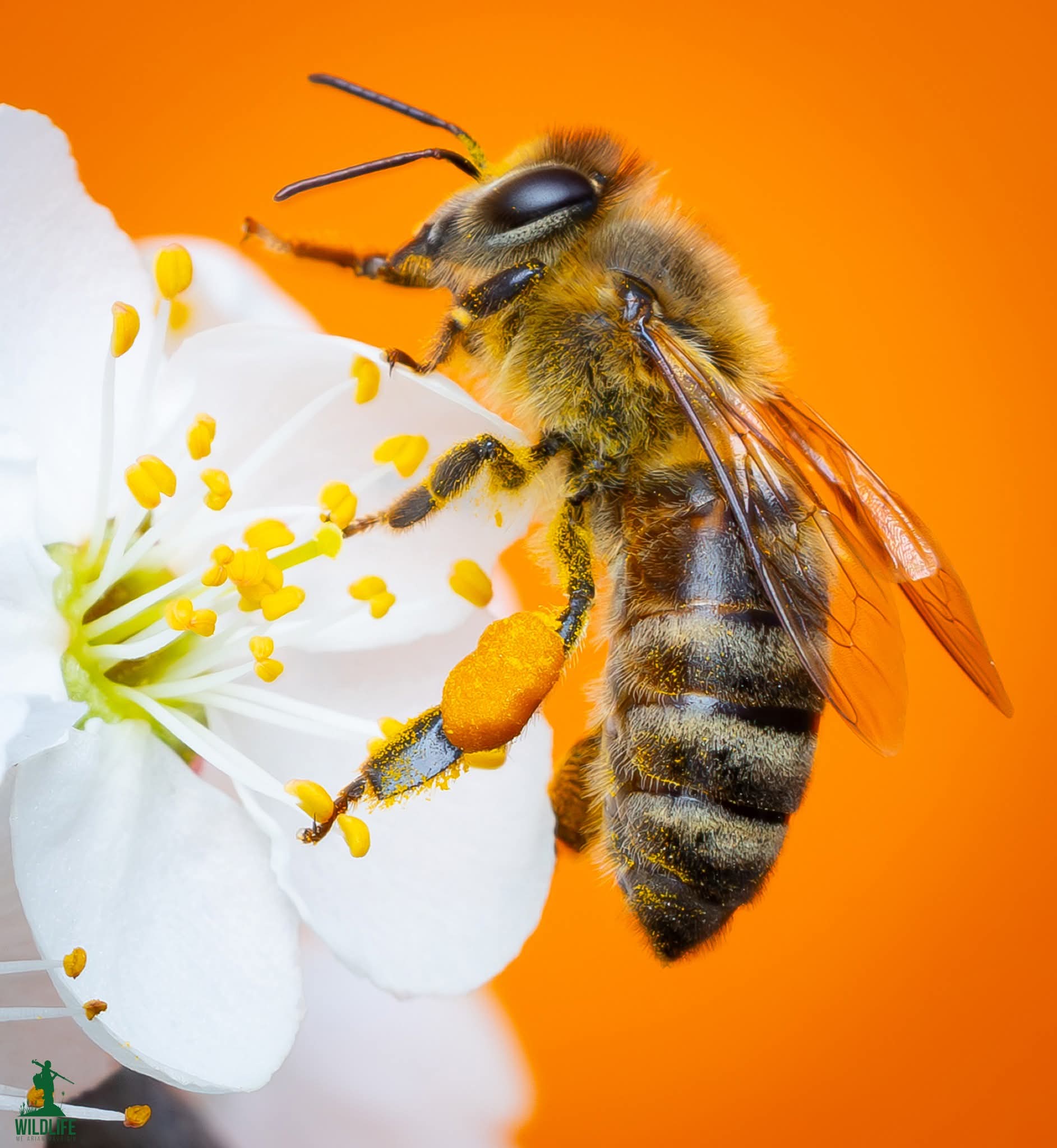 Bletë duke mbledhur Polen natyral, mjalt bio Leshnicë e Epërme, Zhelinë