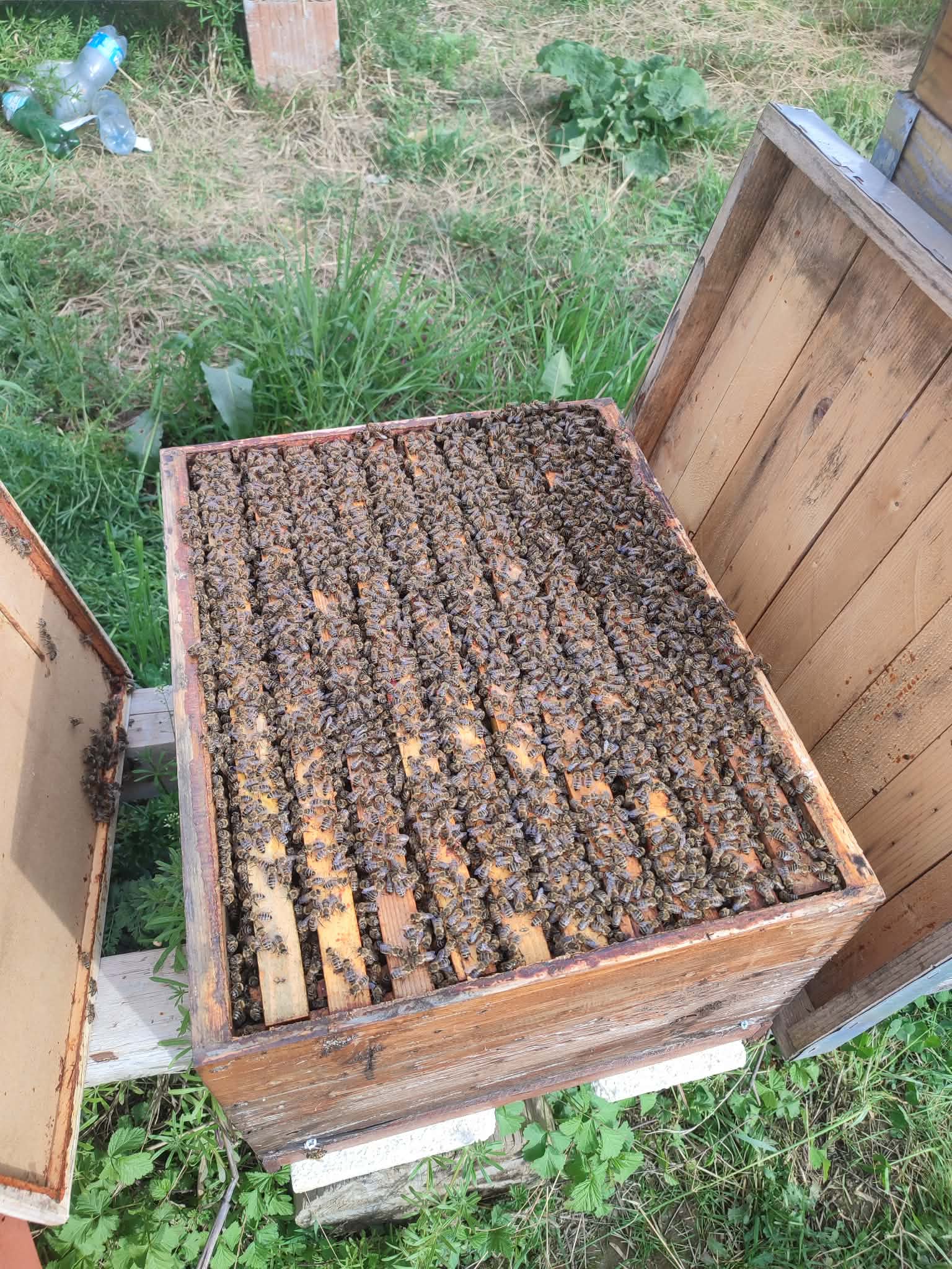 Kosheret e bletëve, Bletaria Leshnicë e Epërme — mjalt bio pa aditivë