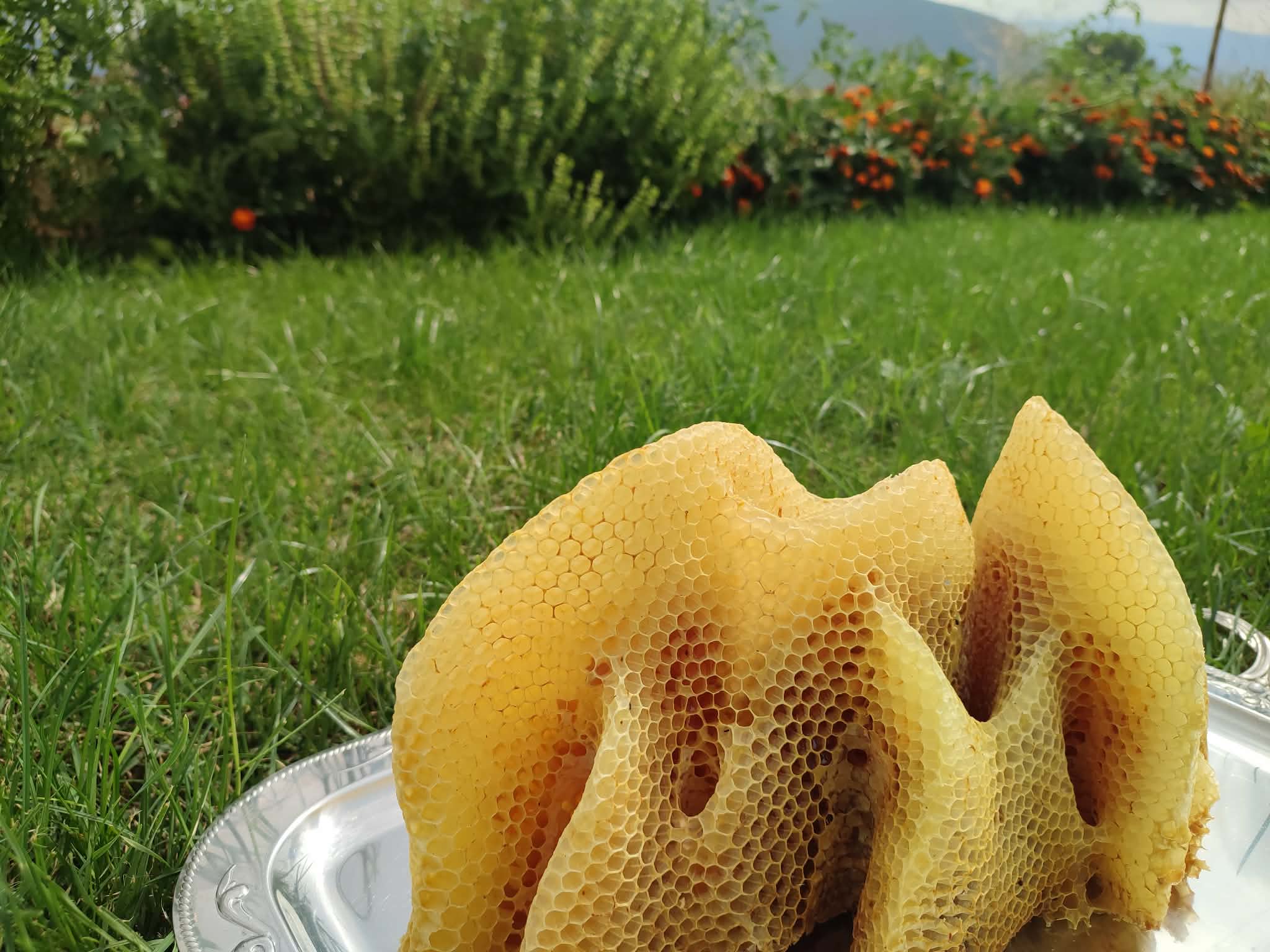 Mjaltë natyral i pastër pa aditivë, Bletaria Leshnicë, Mali i Thatë